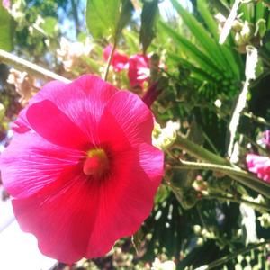 Meet your Posher, Isaarah